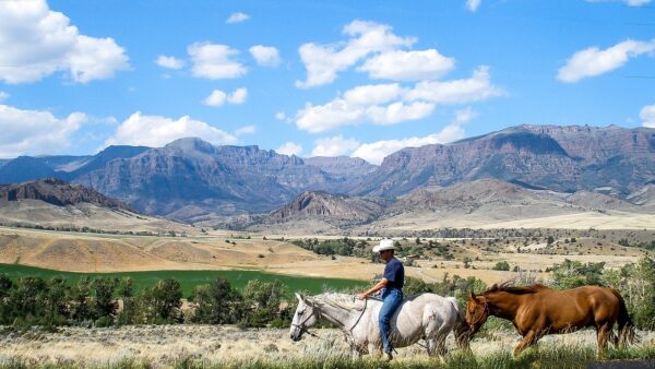 montana, cowboy, horses