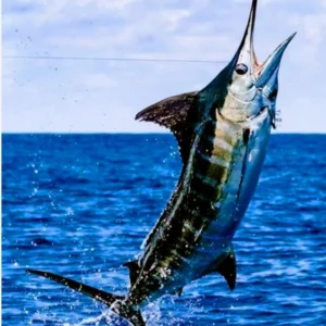 NOVEMBER 2026 - GUATEMALA DEEP SEA FISHING TRIP (4 Anglers)