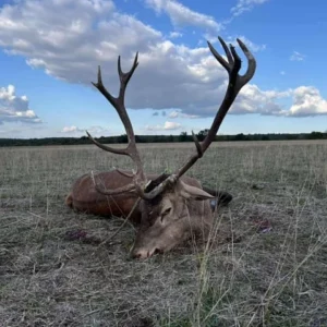 SEPTEMBER 2027 - HUNGARY RED STAG / FALLOW DEER COMBO